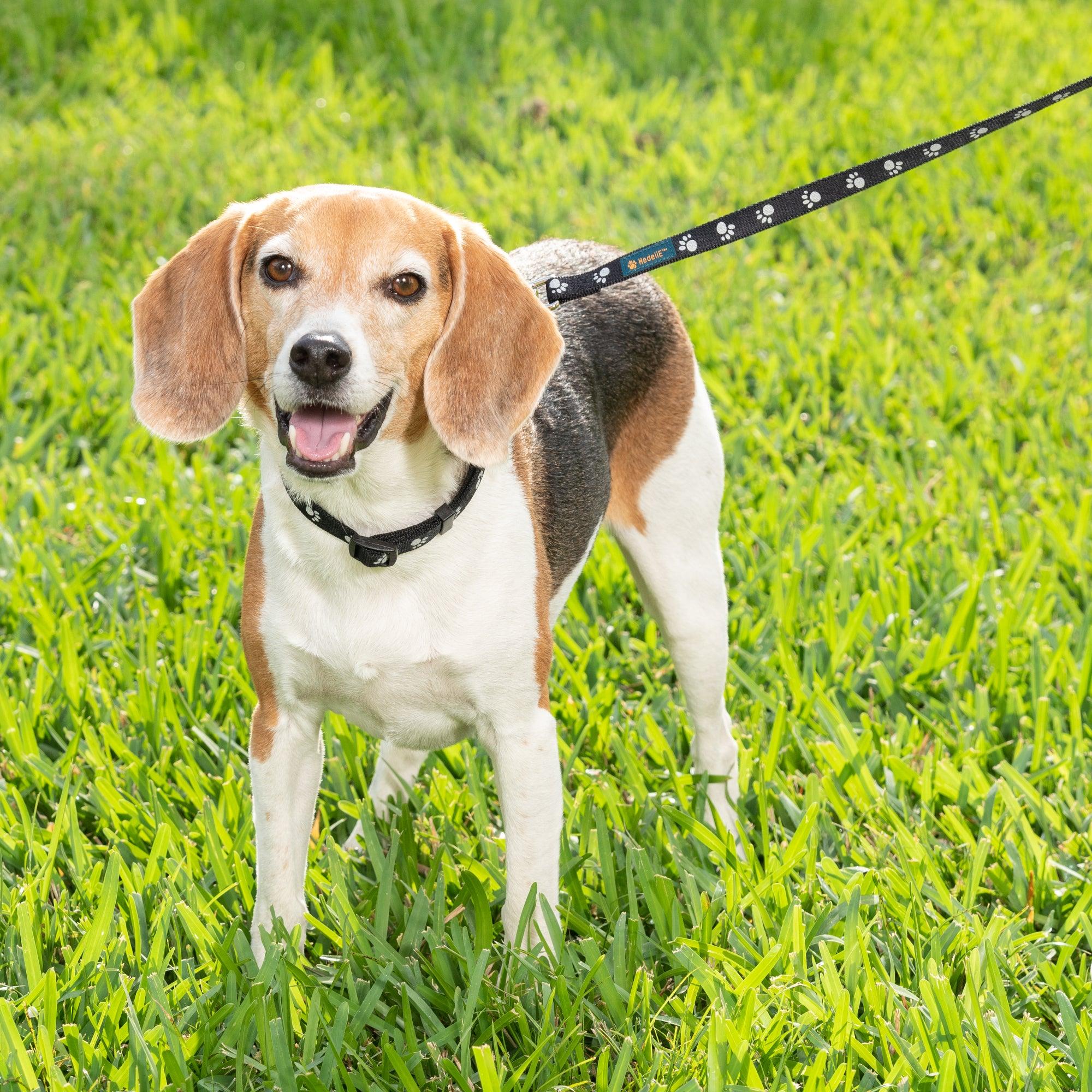 Reflective Nylon Dog Leash HedeliE Reflective Nylon Dog Leash HedeliE