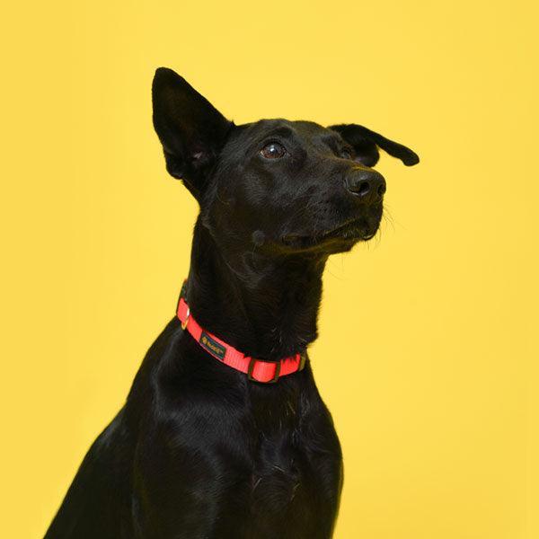 Nylon Dog Collar (8 Pack) HedeliE Nylon Dog Collar (8 Pack) HedeliE