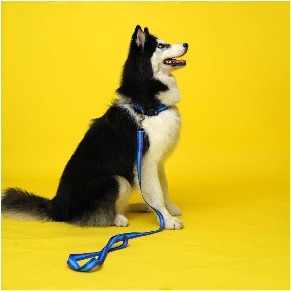Trio Polyester Dog Collar HedeliE Trio Polyester Dog Collar HedeliE