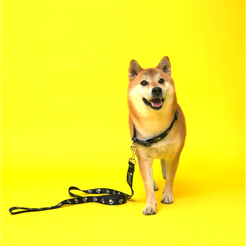 Reflective Nylon Dog Collar and Leash Set HedeliE