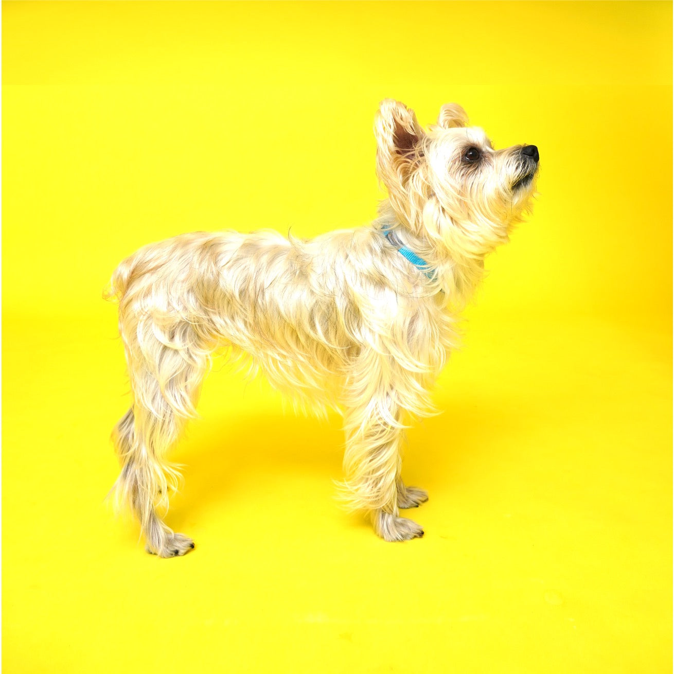 Copy of 3-color Nylon Dog Collar Set (3 Pack) HedeliE