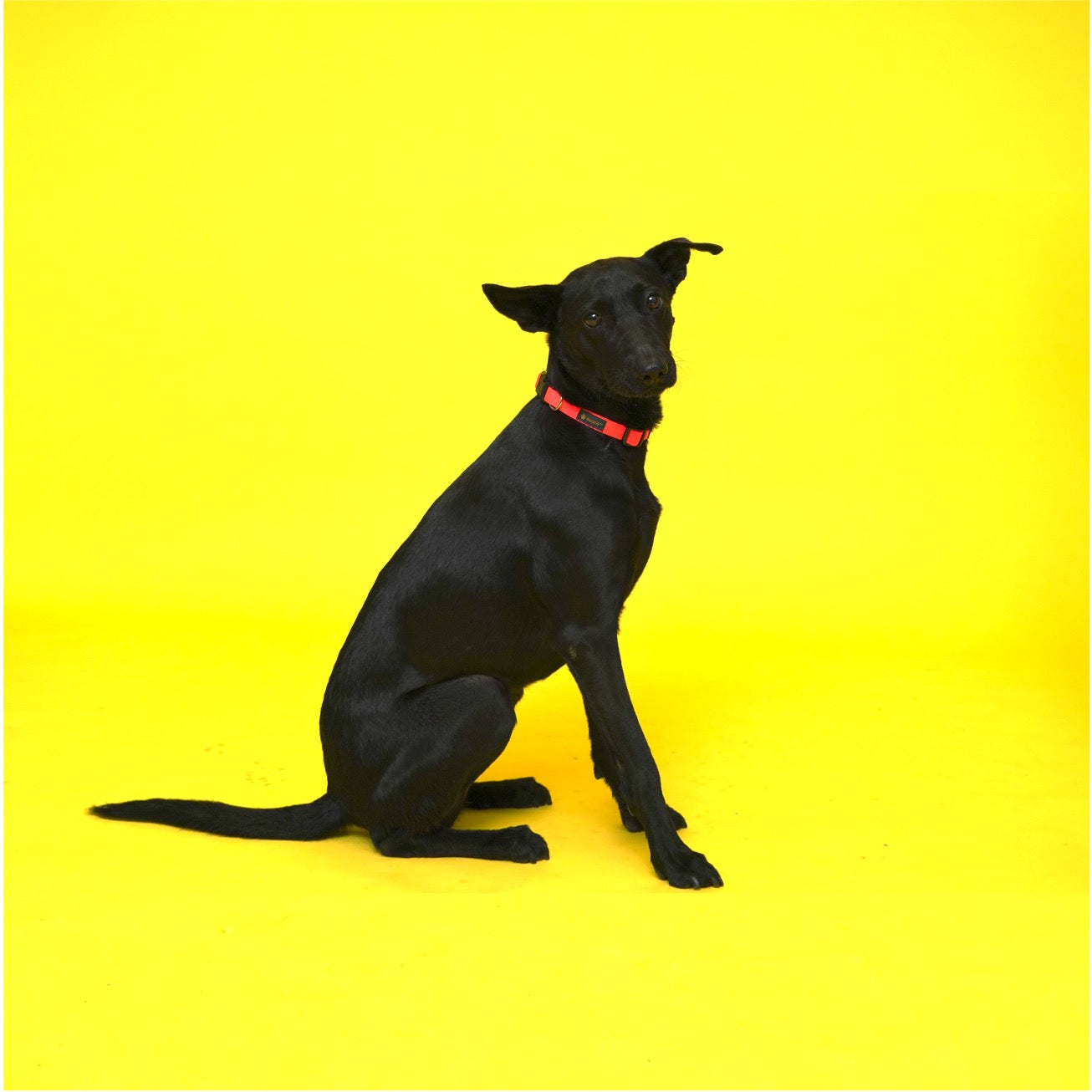 8-color Nylon Dog Collar Set (8 Pack) HedeliE