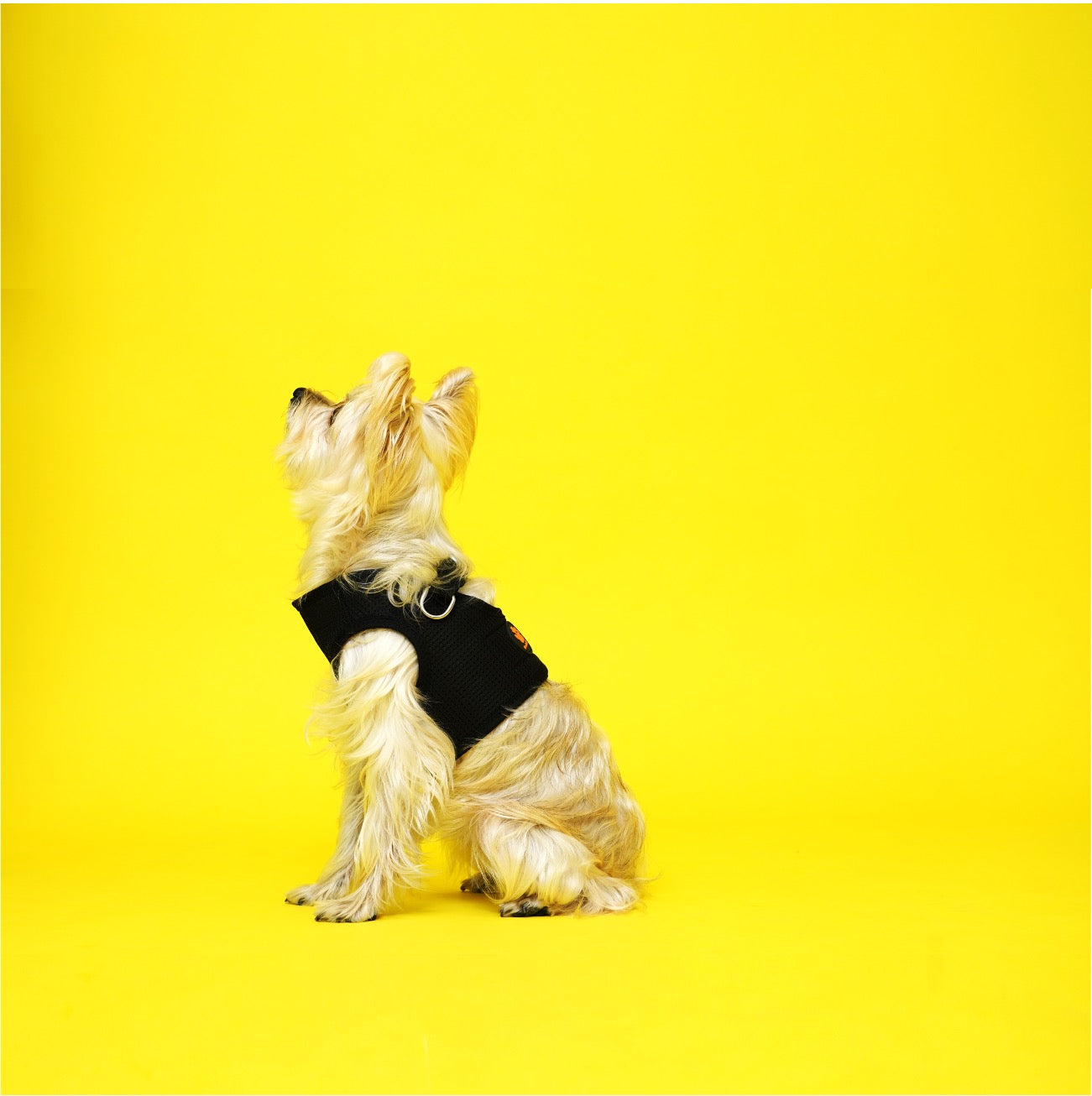 Hug-A-Dog Harness In Fabric & Mesh, Our Popular Mesh-Based Harness Gets  Fashionable With A Solid Fabric Overlay